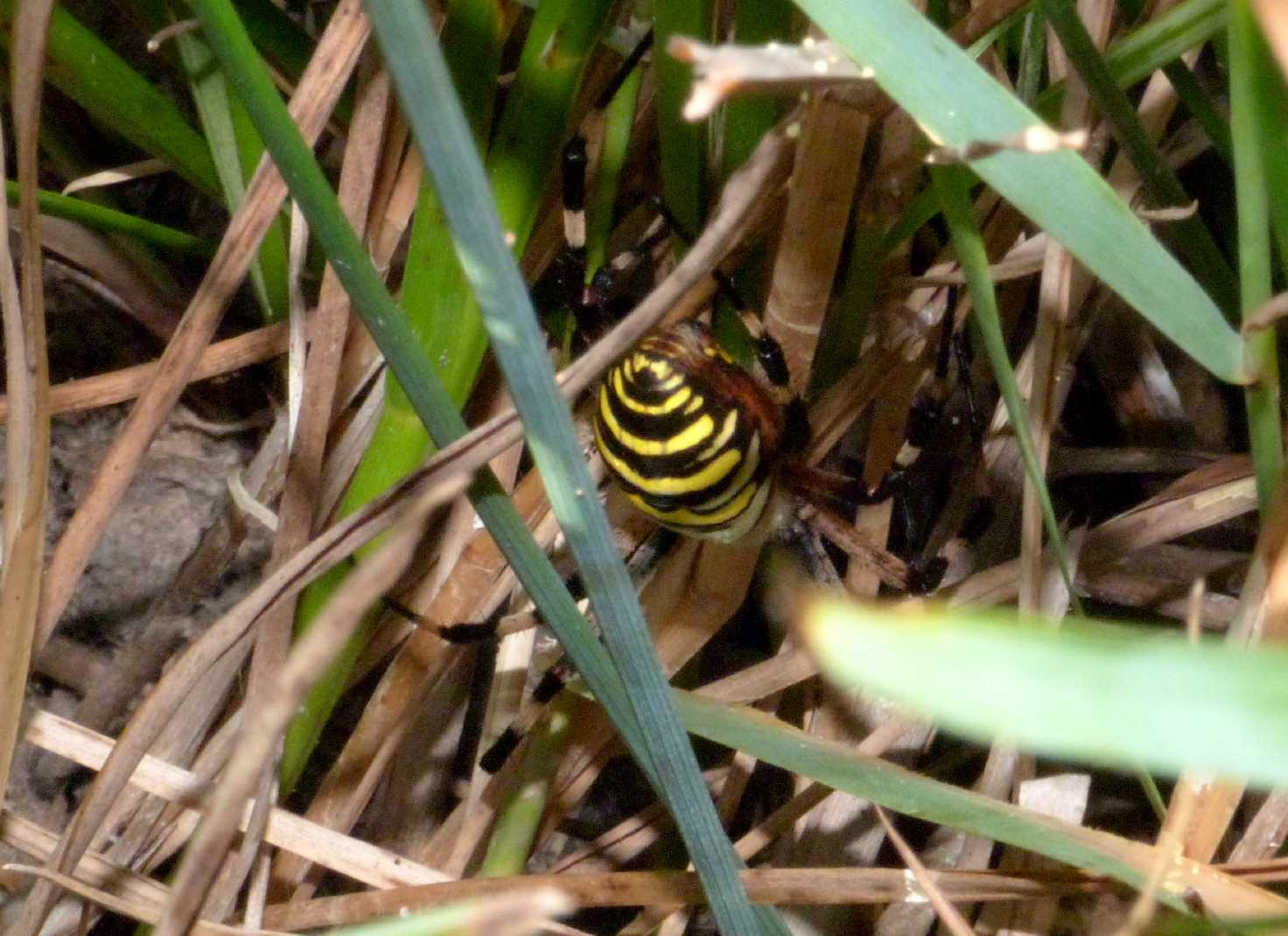 Argiope bruennichi in love (Ahi!!) - Viadana (MN)